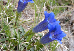 Gentiana clusii, Gentiane de Clusius