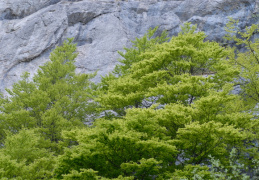 Fagus sylvatica, Hêtre