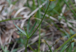Ranunculus breyninus, Renoncule de la Raxalpe