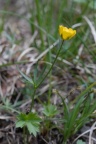 Ranunculus breyninus, Renoncule de la Raxalpe