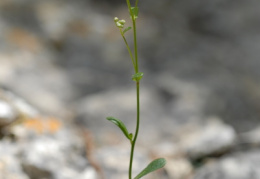 Kernera saxatilis, Kernéra des rochers