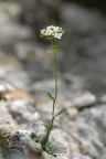 Kernera saxatilis, Kernéra des rochers