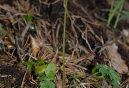 Sanicula europaea, Sanicle d'Europe