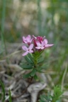 Daphne cneorum, Daphné camélée