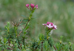 Daphne cneorum, Daphné camélée