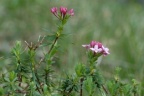 Daphne cneorum, Daphné camélée