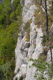 Hippocrepis comosa, Hippocrépide à toupet