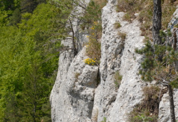 Hippocrepis comosa, Hippocrépide à toupet