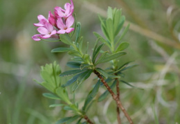 Daphne cneorum, Daphné camélée