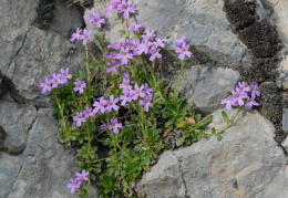 Erinus alpinus, Erine des Alpes