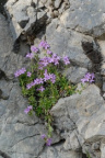 Erinus alpinus, Erine des Alpes