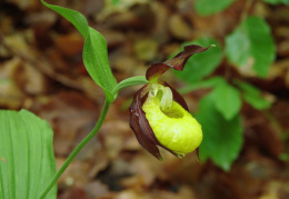 Cypripedium calceolus, Sabot de Vénus