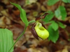 Cypripedium calceolus, Sabot de Vénus