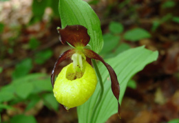 Cypripedium calceolus, Sabot de Vénus