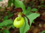 Cypripedium calceolus, Sabot de Vénus