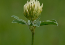 Trifolium ochroleucon, Trèfle jaunâtre
