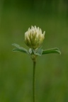 Trifolium ochroleucon, Trèfle jaunâtre