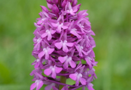 Anacamptis pyramidalis, Orchis pyramidal