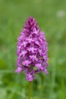 Anacamptis pyramidalis, Orchis pyramidal