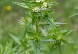 Lithospermum officinale, Grémil officinal