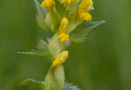 Rhinanthus minor, Petit rhinanthe