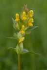 Rhinanthus minor, Petit rhinanthe