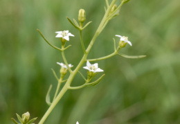 Thesium pyrenaicum, Thésium des Pyrénées
