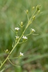 Thesium pyrenaicum, Thésium des Pyrénées