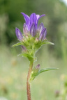 Campanula glomerata, Campanule agglomérée