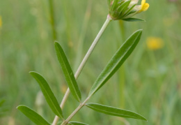 Anthyllis vulneraria subsp. carpatica, Anthyllide commune