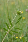 Anthyllis vulneraria subsp. carpatica, Anthyllide commune