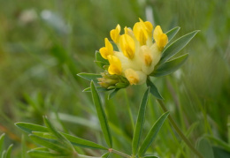 Anthyllis vulneraria subsp. carpatica, Anthyllide commune