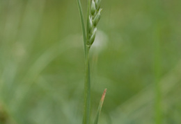 Danthonia decumbens, Danthonie décombante