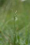 Danthonia decumbens, Danthonie décombante