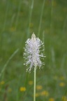 Plantago media, Plantain moyen