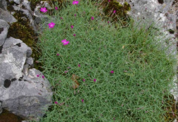 Dianthus gratianopolitanus, Oeillet de Grenoble