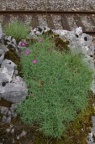 Dianthus gratianopolitanus, Oeillet de Grenoble