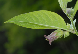 Atropa bella-donna, Belladone