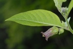 Atropa bella-donna, Belladone