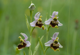 Ophrys holosericea, Ophrys bourdon