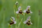 Ophrys holosericea, Ophrys bourdon