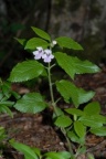 Melittis melissophyllum, Mélitte à feuilles de mélisse