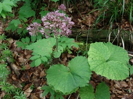 Adenostyles alliariae, Adenostyle à feuilles d'alliaire