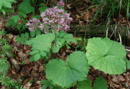 Adenostyles alliariae, Adenostyle à feuilles d'alliaire