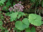 Adenostyles alliariae, Adenostyle à feuilles d'alliaire