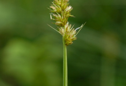 Carex otrubae, Laiche d'Otruba