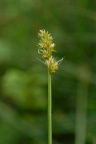 Carex otrubae, Laiche d'Otruba