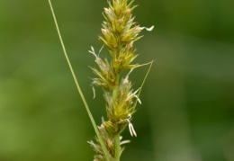 Carex otrubae, Laiche d'Otruba