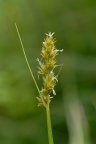Carex otrubae, Laiche d'Otruba