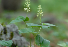 Maianthemum bifolium, Maïanthème à deux feuilles